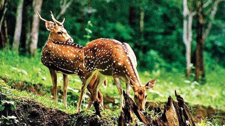 Wildlife