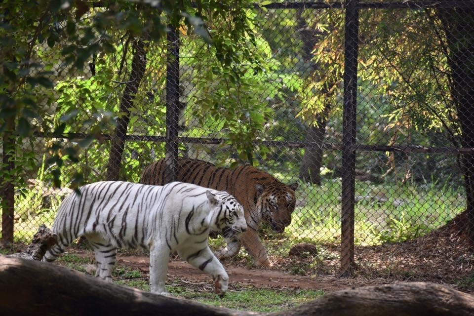 Mysuru Zoo