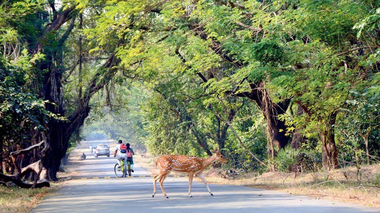 Sanjay Gandhi National Park